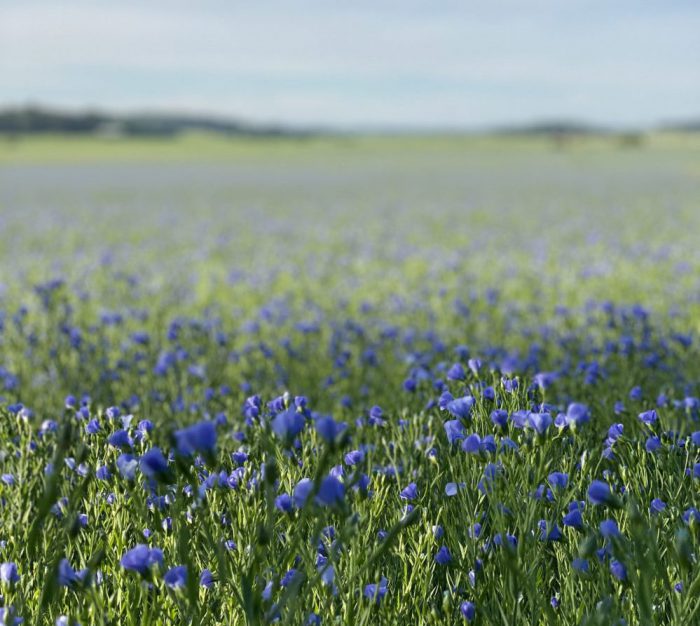 Flachsblumen Leinölseife