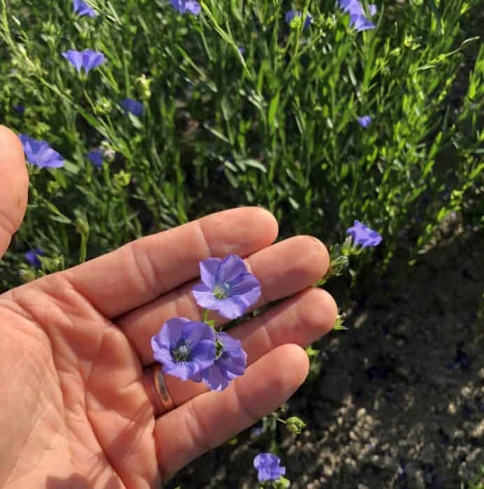 Blühende Leinsamen Linum usitatissimum (Flachs)