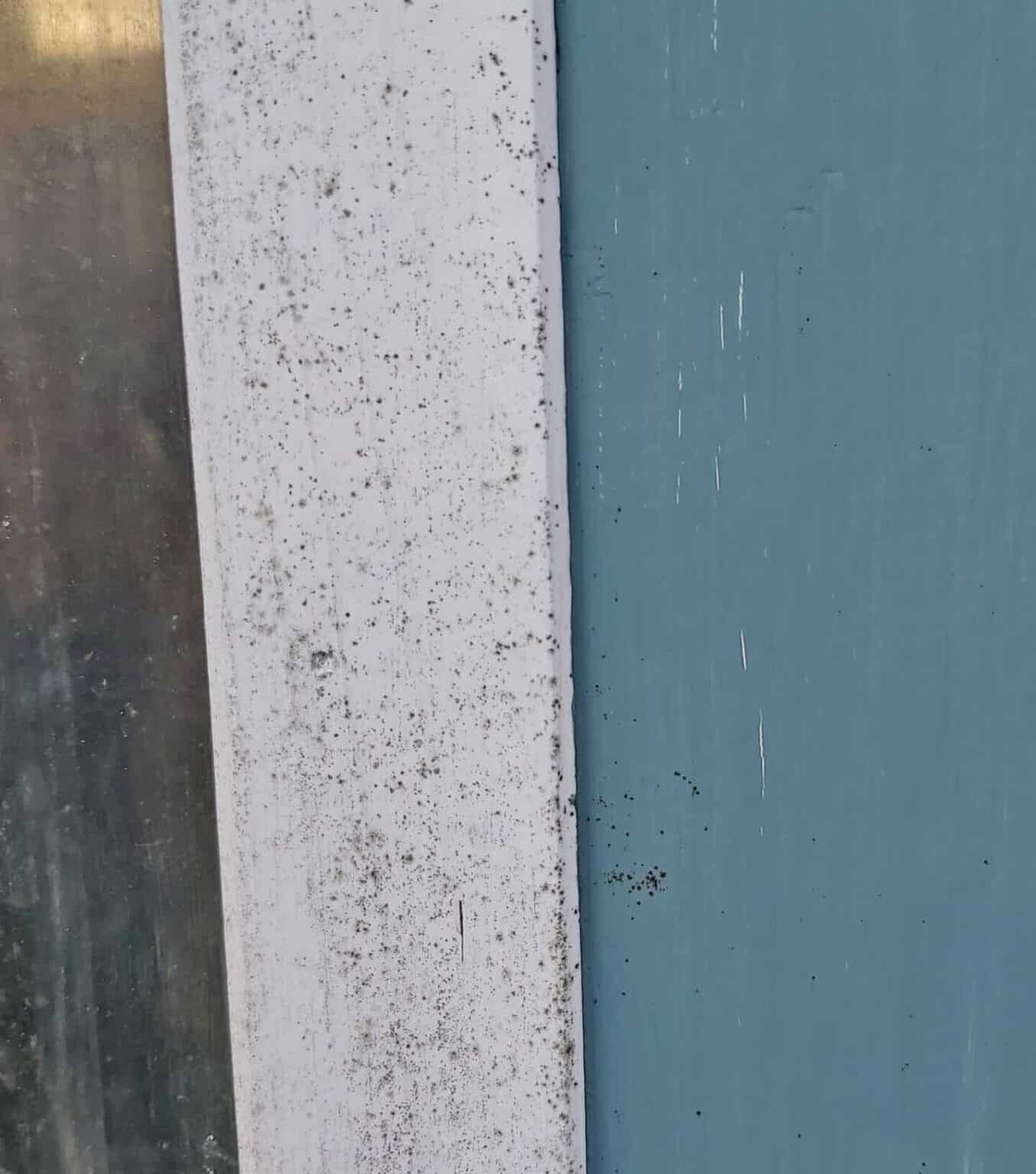 Schimmel auf Holz entfernen Blauschimmel oder Grünbelag