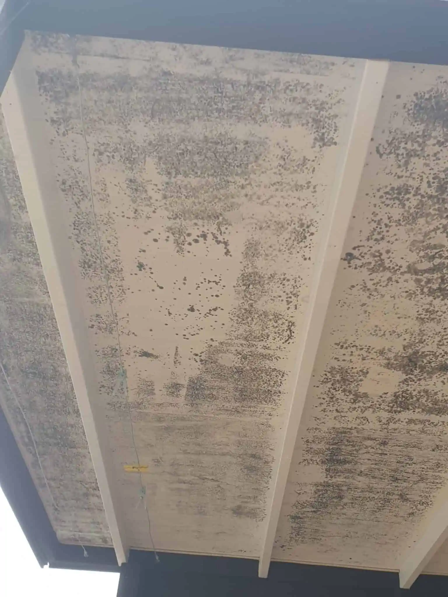 Schimmel auf Holz entfernen Blauschimmel oder Grünbelag